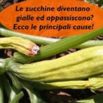 Scopri se il tuo cane può gustare il limone: regole e benefici