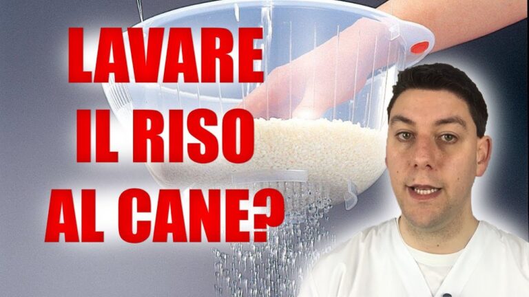 Il sorprendente legame tra riso basmati e il miglior amico dell’uomo