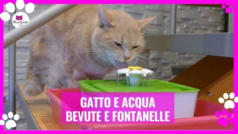 Il mistero risolto: la quantità d’acqua che un gatto beve è incredibile!