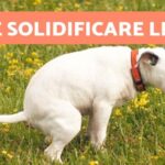 I segreti dei cani senza pelo: addio agli allergeni!