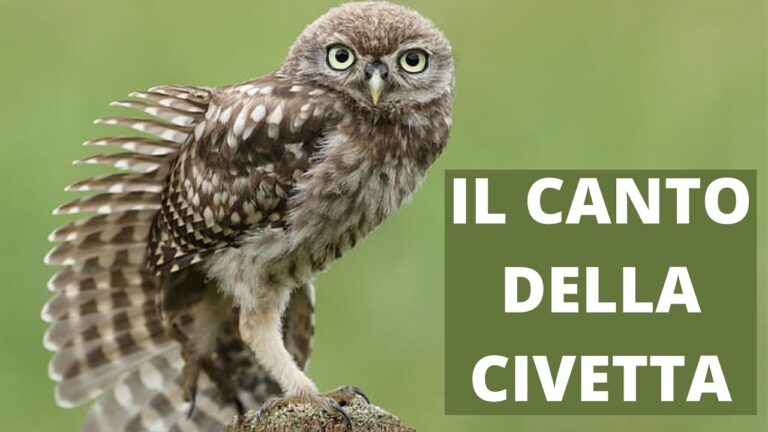 Il misterioso verso della civetta di notte: un’armonia tra ombre e penombre