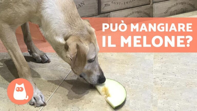Rischi o benefici? Cani che mangiano melone bianco: ecco cosa devi sapere