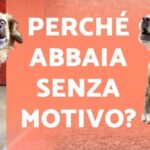 Scopri il significato del vomito giallo nel cane anziano: cause e cure