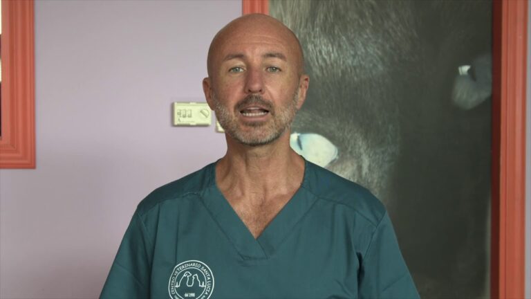 Cane che vomita sangue: cosa fare in 5 semplici passi