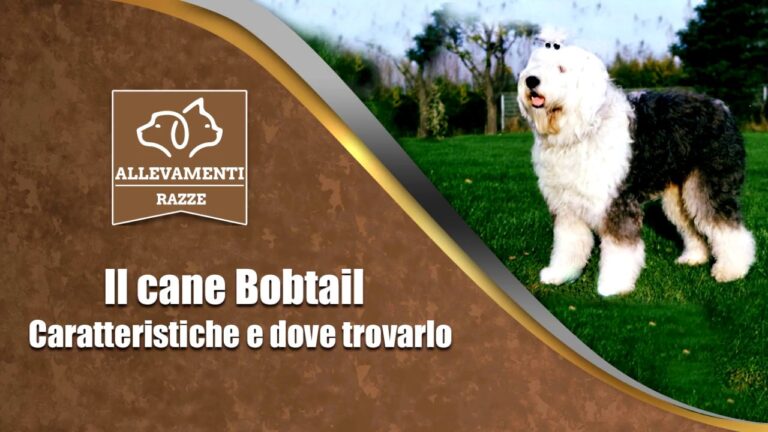 Cavalier King Nano: il segreto del peso ideale in soli 70 caratteri