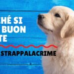 La soluzione perfetta: rete per pollaio di 2 metri di altezza disponibile da Bricoman!