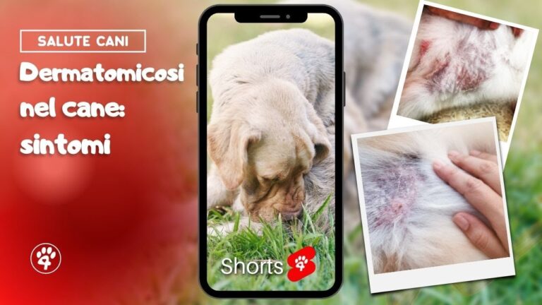 Leishmaniosi del cane: scopri le sorprendenti lesioni cutanee in soli 70 caratteri!