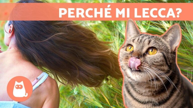 Catturare l’attenzione: Scopri perché i gatti mordono i capelli!