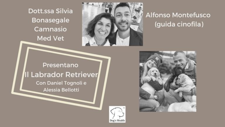 Il irresistibile appeal dei Labrador Marroni dagli occhi verdi: una meraviglia naturale!