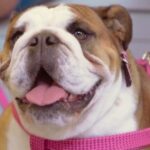 Scopri l’adorabile cucciolo di Bovari del Bernese: irresistibile incanto a quattro zampe!