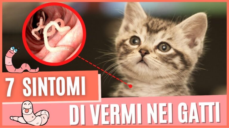 Segnali e Sintomi: Riconoscere i Vermi nel Gatto