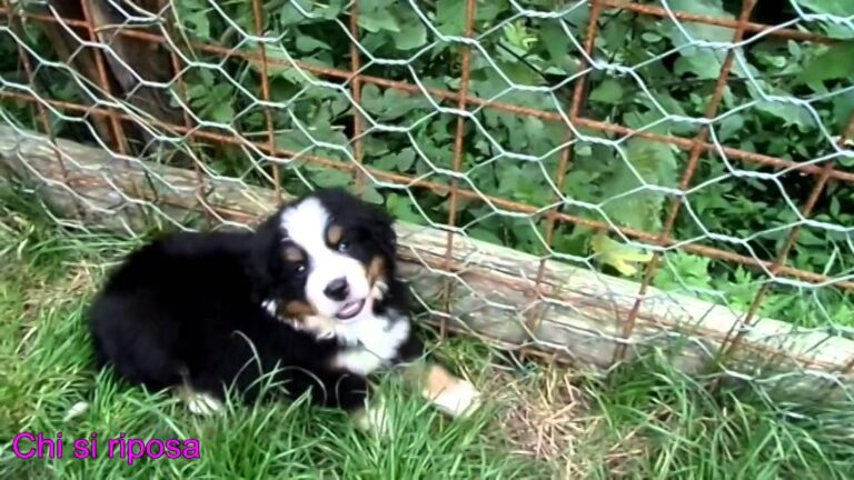 Scopri l’adorabile cucciolo di Bovari del Bernese: irresistibile incanto a quattro zampe!