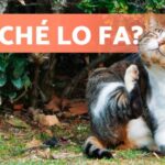 Il mistero svelato: scopri cosa prova un gatto che lecca il padrone!