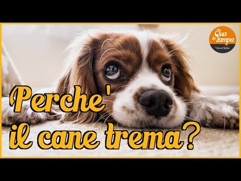 Cane in difficoltà: ecco perché trema e vomita giallo