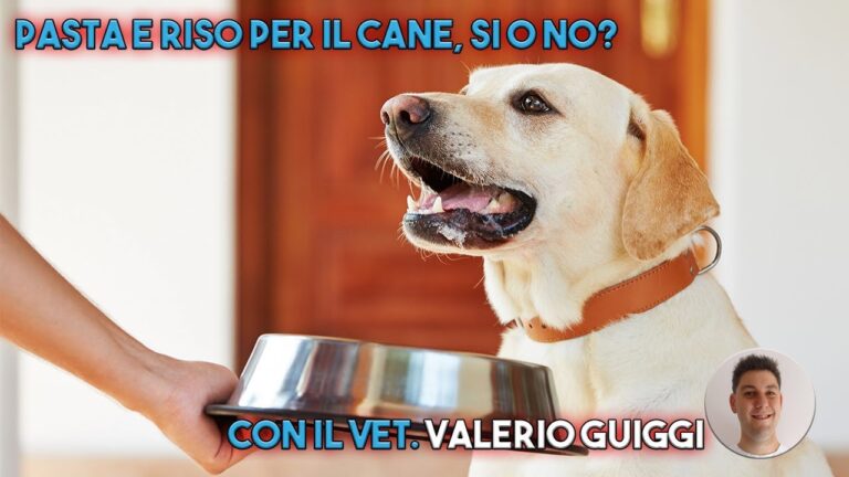 Riso per cani: la soluzione deliziosa per una dieta sana sotto i 70 caratteri