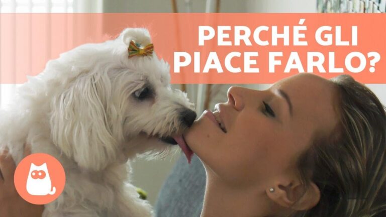 Curiosità canina: perché il tuo cane adora leccarti i piedi?