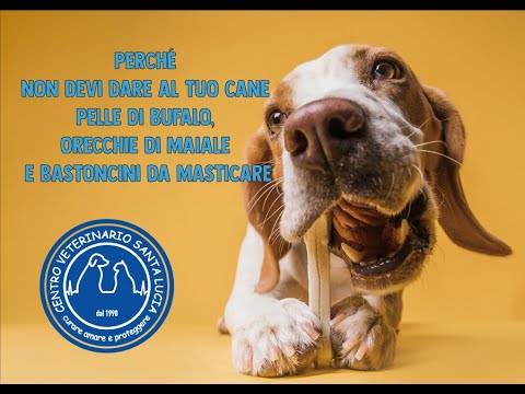Scopri il pericolo nascosto: gli ossi di maiale possono nuocere al tuo cane