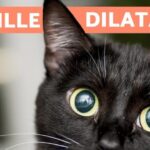 Segreti svelati: come capire se la tua gatta è incinta!