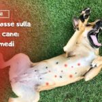Brontolio pancia nel cane: cause e soluzioni per un appetito ritrovato