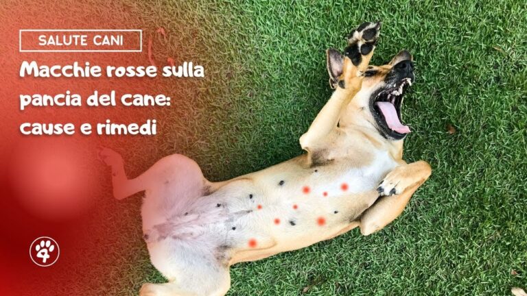 Il segreto delle macchie sulla pancia del cucciolo: tutto quello che devi sapere!