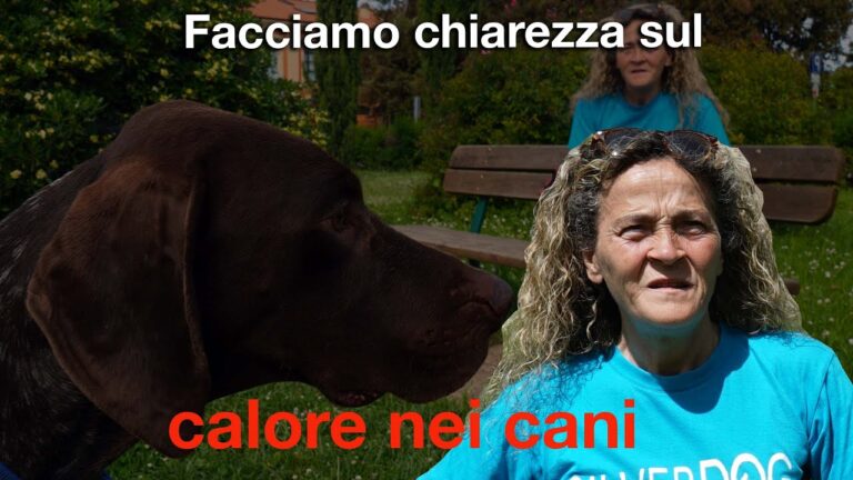 Ciclo cani: quanto spesso dovresti portare il tuo amico a quattro zampe in giro?