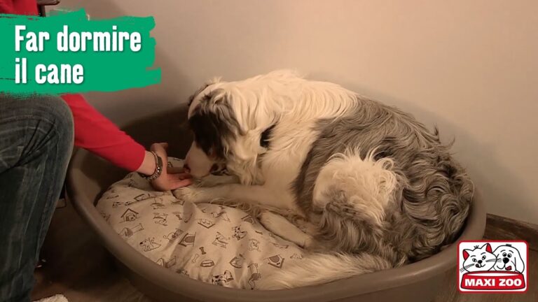 7 Strategie Efficaci per Far Dormire Il Tuo Cane e Goderti una Notte di Riposo