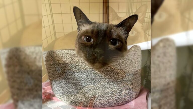 Gatto Thai vs Siamese: Scopri le Sottili Differenze!