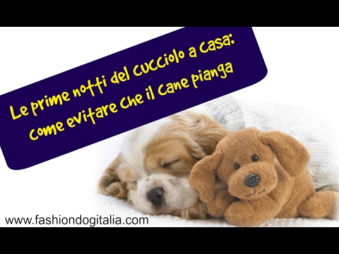 Cucciolo di Casa: Come Affrontare la Prima Notte e Farlo Smettere di Piangere