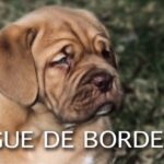 Scopri l’adorabile cucciolo di Bovari del Bernese: irresistibile incanto a quattro zampe!