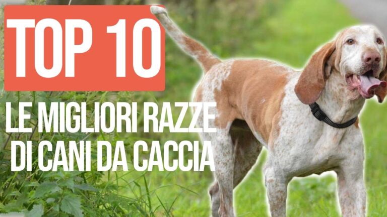 La Bestia del Bosco: una nuova specie di cane da caccia?