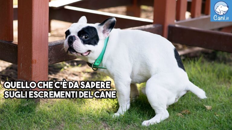 Vermi bianchi nelle feci del cane: un segnale da non sottovalutare!