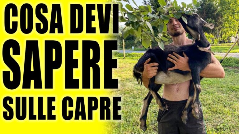 I recinti per caprette tibetane: il segreto per una pastorizia sostenibile e redditizia