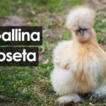 Ciwawa Toy Pelo Lungo: Un’adorabile razza di cani da compagnia che conquista per il suo pelo setoso