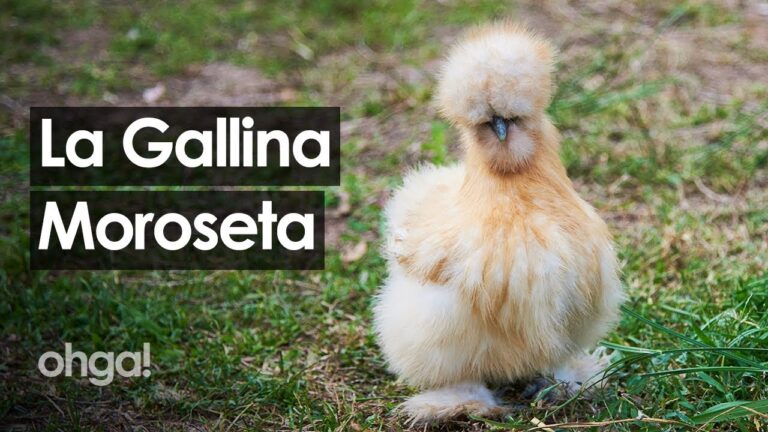 Scopri le incredibili galline con pelo lungo: una nuova tendenza sorprendente!