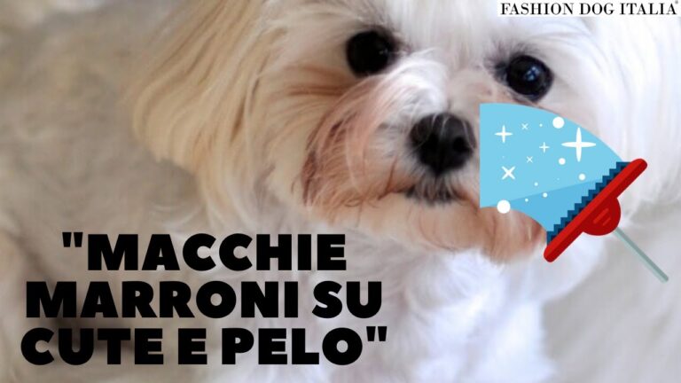Argento Colloidale: il Rimedio Miracoloso per la Dermatite del Cane