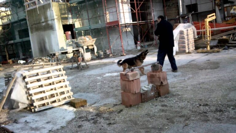 Il Rottweiler incontrò il Pastore Tedesco: l’incredibile storia dell’incrocio tra due razze leggendarie!