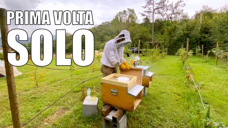 Cosa nutrire le api: scopri gli alimenti essenziali per il loro benessere!