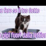 Gatto inappetente: i segreti dietro il perché mangia poco