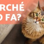 Rimedio naturale: pulire gli occhi del cane con bicarbonato