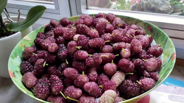 Le incredibili proprietà della mora di gelso: un superfood sottovalutato!