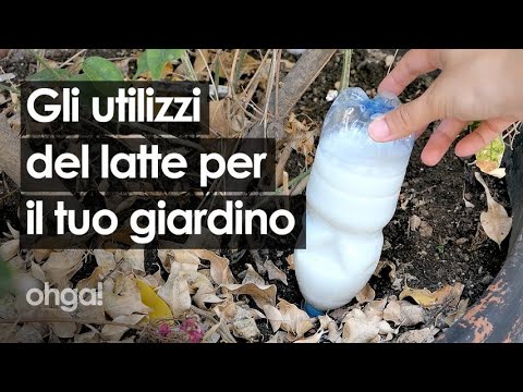 Rischi per la salute: il latte scaduto alle piante può essere pericoloso?