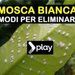 La contabilit&agrave; semplificata gratis: il programma che semplifica i tuoi conti