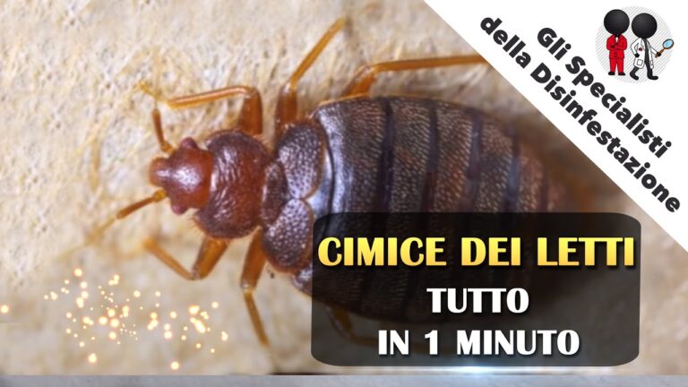 Cimici: un’insopportabile minaccia notturna nell’era moderna