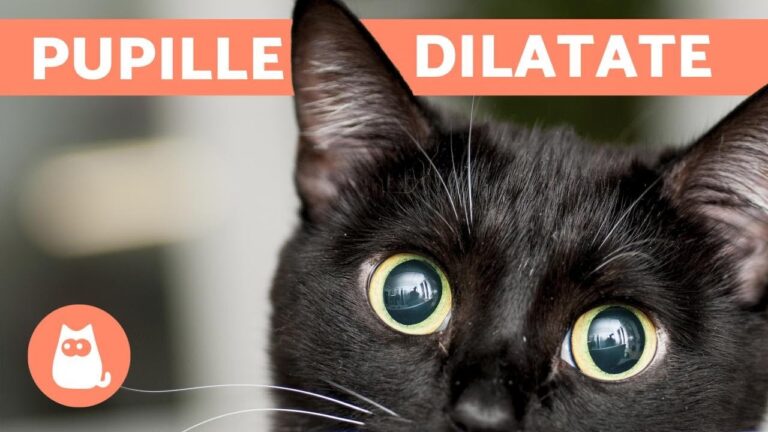 Lo svelamento dell’enigma: la dilatazione delle pupille spiegata