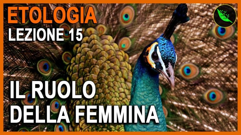 I segreti dei caratteri sessuali secondari femminili: scopri il loro potere