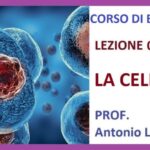 Il Potere del Bacio della Donna Ragno: un Segreto Tradizionale per il Successo
