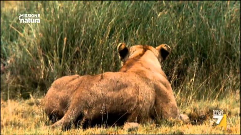 Il meraviglioso canale TV dei documentari sulla natura: scopri la bellezza selvaggia!