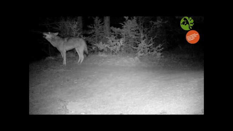 Il misterioso verso del lupo: ascolta l’incredibile audio!