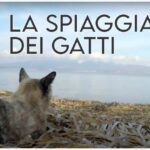 Paradiso nascosto: l’incantevole Isola delle Azzorre