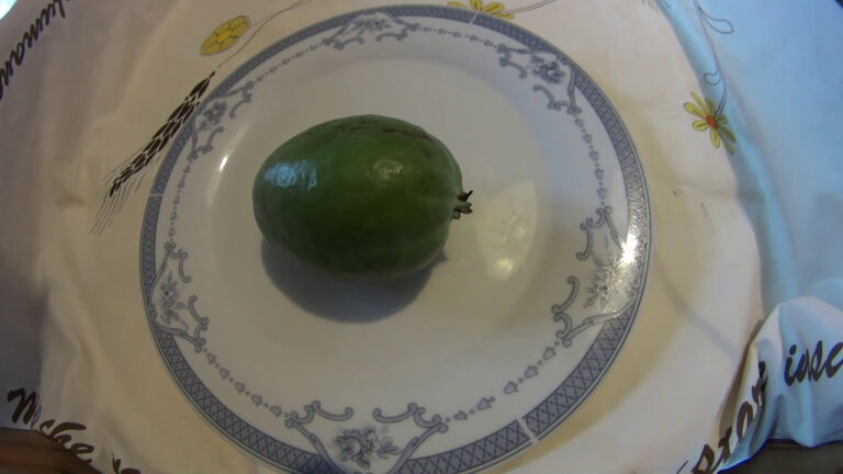 Feijoa: scopri quando è il momento giusto per gustare il frutto esotico
